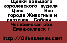 Щенки большого (королевского) пуделя › Цена ­ 25 000 - Все города Животные и растения » Собаки   . Челябинская обл.,Еманжелинск г.